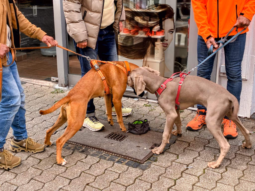 Gruppen & Firmenevents mit Hunden in Koblenz